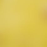 Coccidioidomycose. Dickwandige Sphaerule bei Coccidioidomykose, entstanden durch Endosporulation ...