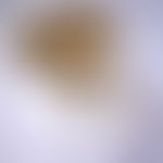 Flöhe. Pestfloh Xenopsylla cheopis. Die Pleura des Mittelbeins ist geteilt durch eine Verstärkung...