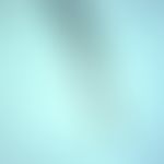 Mosquitoes: Aedes aegypti (order Diptera, family Culicidae (mosquitoes), typical is the "curled" ...