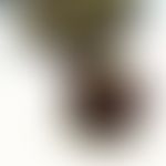 Mosquitoes. Head of an Aedes larva. The mouth brushes on the front of the head are responsible fo...