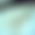 Mosquitoes. anopheles (mosquito ). the wings are long, narrow and with fine veining. the veins ar...