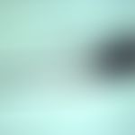 mosquitoes. culex-females (mosquitoes). the males have longer feelers, and these are partly longe...