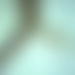 mosquitoes. culex larva. in the area of the siphon (rear part) the breathing tube is visible (dar...
