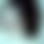 Mosquitoes: Simulium damnosum (blackfly, order Diptera), altogether fly-like habitus, compactly b...
