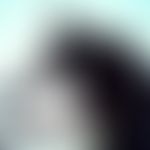 Mosquitoes. Simulium damnosum (blackfly). There are short, horn-shaped antennae on the head, the ...