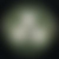 Epidermophyton floccosum. Anzucht auf selektivem, modifiziertem (Cycloheximid, Chloramphenicol) K...
