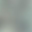 Geotrichum candidum. Übersicht: Septierte Hyphen und Arthrosporen; Stuhl; GMS-Färbung (PD Dr. Y. ...