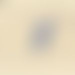Microsporum canis. Detailvergrößerung: Typische, spindelförmige, mehrkammerige Makrokonidie mit s...