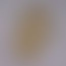 Vorratsmilben. Detailvergrößerung einer Vorratsmilbe. Die Weibchen besitzen eine Kralle an jedem ...
