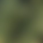 Pinie mit männlichen Blütenzapfen.
