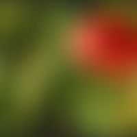 Klatschmohnblüte&nbsp;
