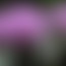 Blüte und unreife Kapsel des Schlafmohns (Papaver somniferum)&nbsp;

