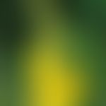 Blüten der großblütigen Königskerze (Verbascum densiflorum)
