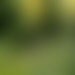 Verbascum densiflorum BERTOLINI: Großblütige Königkerze
