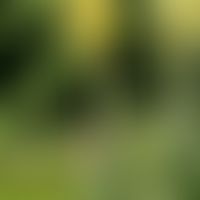 Verbascum densiflorum BERTOLINI: Großblütige Königkerze
