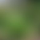 Plantaginis lanceolatae herba mit Blüten
