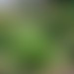 Plantaginis lanceolatae herba mit Blüten
