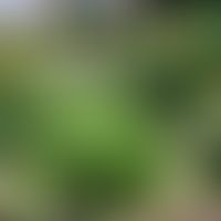 Plantaginis lanceolatae herba mit Blüten
