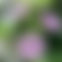 Malvenblüten und Blätter
