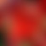 Blätter&nbsp;der roten Weinrebe (Vitis vinifera L)&nbsp;
