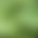 Blätter der&nbsp;gewöhnlichen Pestwurz
