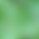 Blätter des chinesischen Glücksbaum (Camptotheca acuminata)
