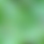 Leaves of the Chinese tree of happiness (Camptotheca acuminata)

