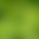 Buchweizen: Blätter und Blüten des Buchweizens.

