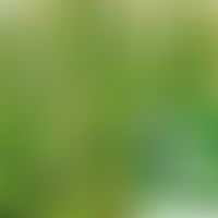 Cimicifuga racemosa: Übersicht und Nahaufnahme von Blüten und Blättern
