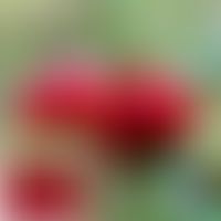 Cranberry-Früchte: Kanadische Preiselbeere (Vaccinium macrocarpon Aiton)
