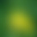 Nachtkerze: Blüte und Blätter
