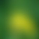 Nachtkerze: Blüte und Blätter
