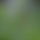 Borretsch: Blüten und Blätter der Pflanze&nbsp;
