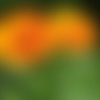 Ringelblume: Blüten und Blätter
