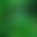 Cannabinoide: typische Blattstruktur
