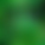Cannabinoide: typische Blattstruktur
