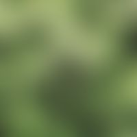 Cannabis: Cannabisblüten
