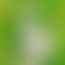 Weißdorn: Blüten und Blätter des Weißdornstrauchs
