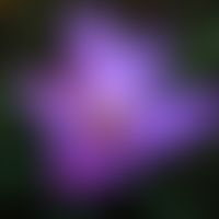 Crocus sativus: Blüte von Crocus sativus der Safranpflanze
