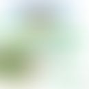 Rhabdovirida: Schematische Darstellung der Struktur&nbsp;&nbsp;
