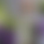 Lavendelöl: farbloses aromatisch riechendes ölige Flüssigkeit
