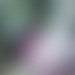 M.ulcerans/Nichttuberkulöse Mykobakteriosen: Phlegmonöse Inflammation der Ohrmuschel mit Ulkusbil...