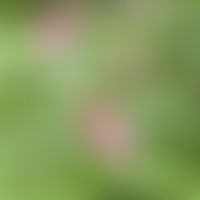 Garten-Balsamine, hier: Teil eines üppigen Vorkommens (D, OWL, BI)&nbsp;am Waldrand, seit < 5 ...