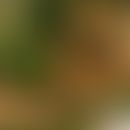 Ganoderma lucidum:&nbsp; typische Wuchsform mit den lackartigen Oberflächen. Abb. entnommen aus h...